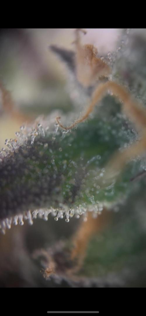 42 FB Apple Strudel. Week 10 - 22. Dezember