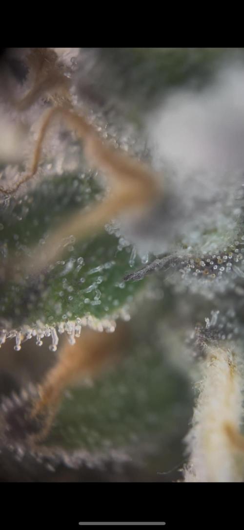 42 FB Apple Strudel. Week 10 - 22. Dezember