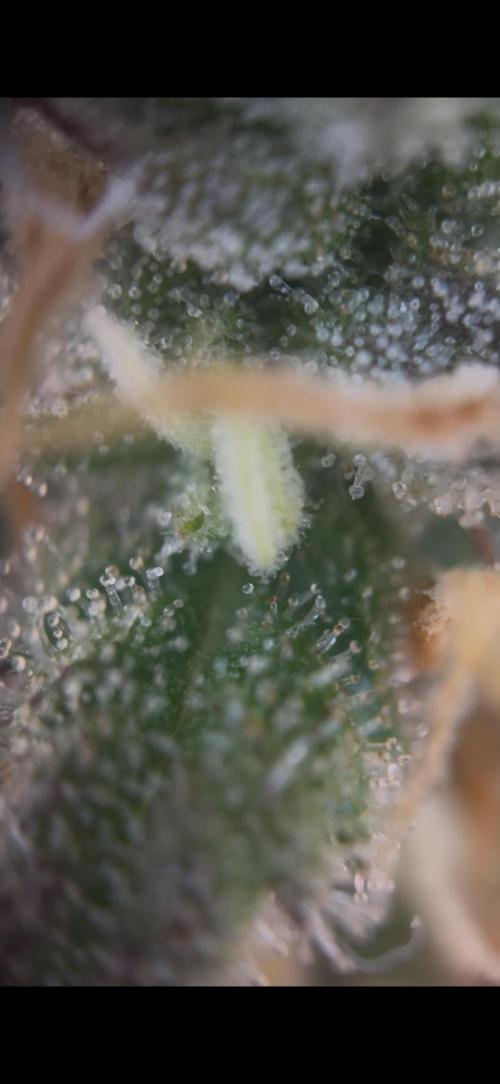 42 FB Apple Strudel. Week 10 - 22. Dezember