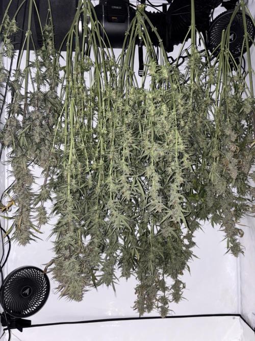 42 FB Apple Strudel. Week 11 - 24. Dezember