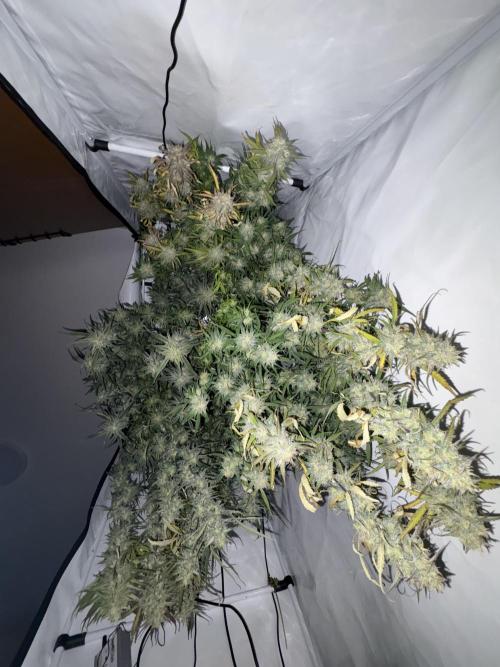 42 FB Apple Strudel. Week 11 - 24. Dezember