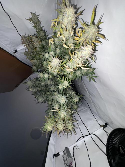 42 FB Apple Strudel. Week 11 - 24 Dezember