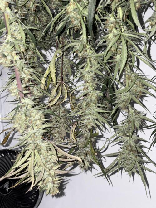 42 FB Apple Strudel. Week 11 - 24. Dezember