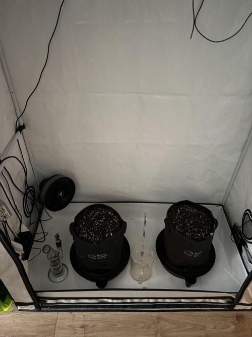 RQS AK-47 + Purple Punch Auto. Week 0 - 22. Januar