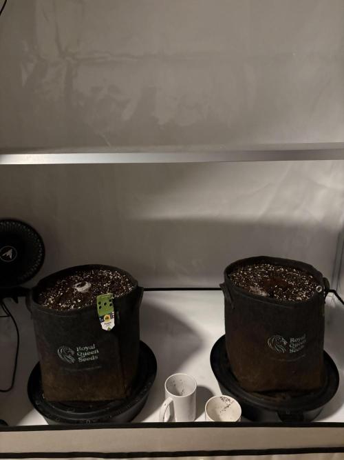 RQS AK-47 + Purple Punch Auto. Week 0 - 22. Januar