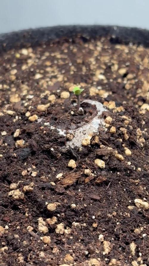 RQS AK-47 + Purple Punch Auto