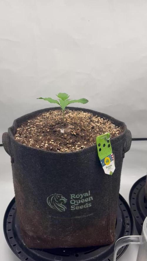 RQS AK-47 + Purple Punch Auto