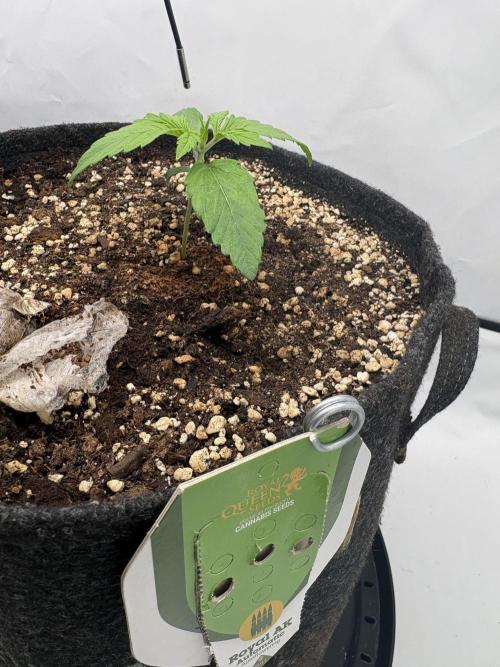 RQS AK-47 + Purple Punch Auto. Week 2 - 8. Februar