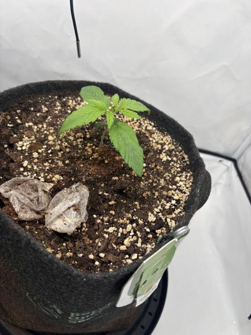 RQS AK-47 + Purple Punch Auto. Week 2 - 8. Februar