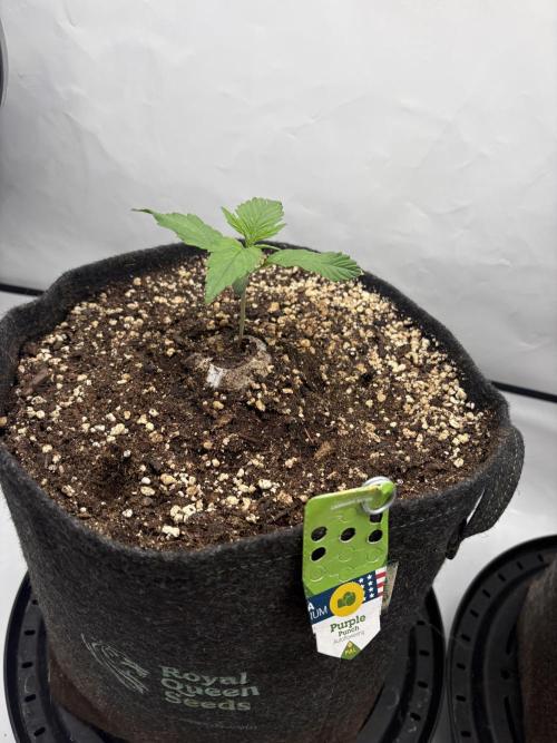 RQS AK-47 + Purple Punch Auto. Week 2 - 8. Februar