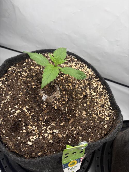 RQS AK-47 + Purple Punch Auto. Week 2 - 8. Februar