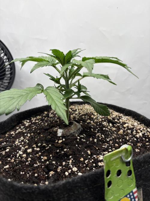 RQS AK-47 + Purple Punch Auto. Week 3 - 14. Februar