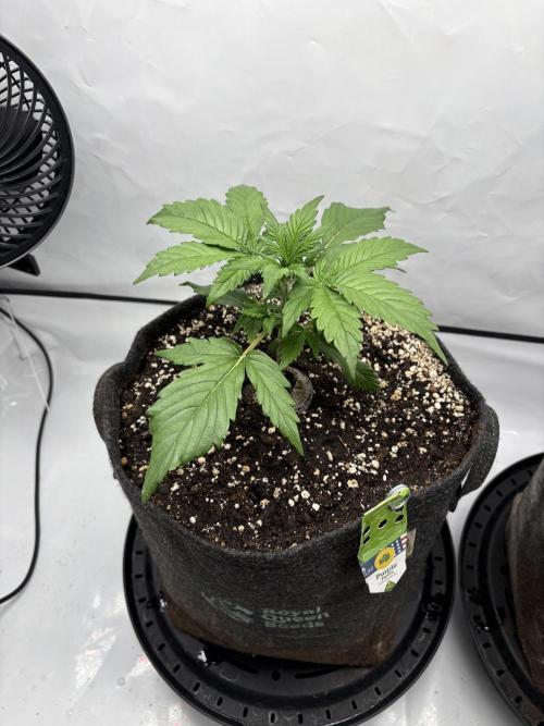RQS AK-47 + Purple Punch Auto. Week 3 - 14. Februar