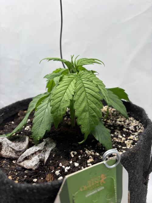 RQS AK-47 + Purple Punch Auto. Week 3 - 14. Februar 