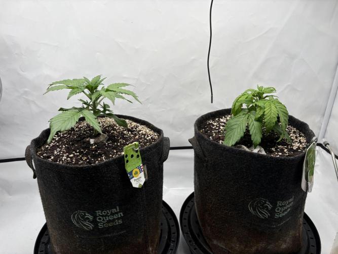 RQS AK-47 + Purple Punch Auto. Week 3 - 14. Februar