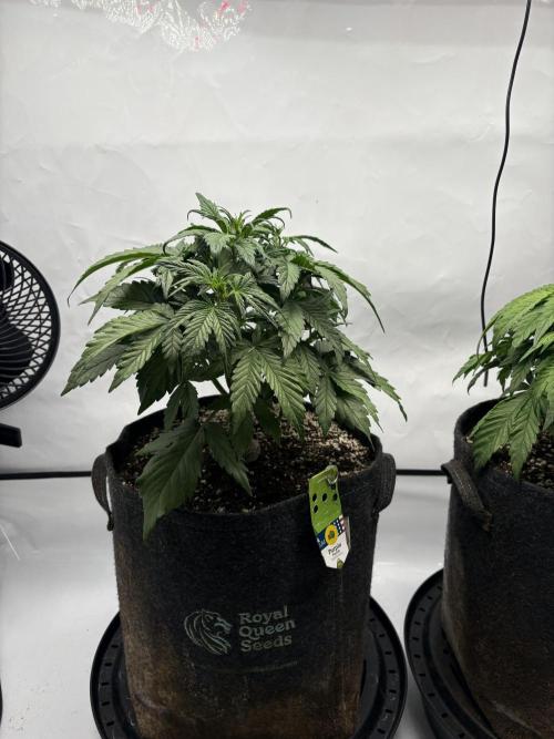 RQS AK-47 + Purple Punch Auto. Week 4