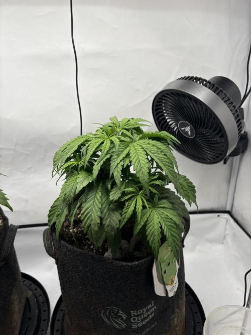 RQS AK-47 + Purple Punch Auto. Week 4