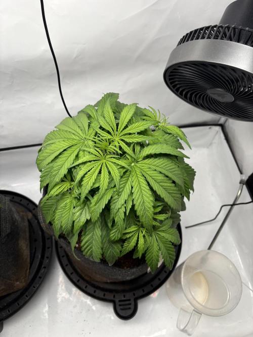 RQS AK-47 + Purple Punch Auto. Week 4
