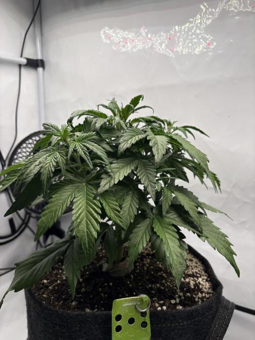 RQS AK-47 + Purple Punch Auto. Week 4