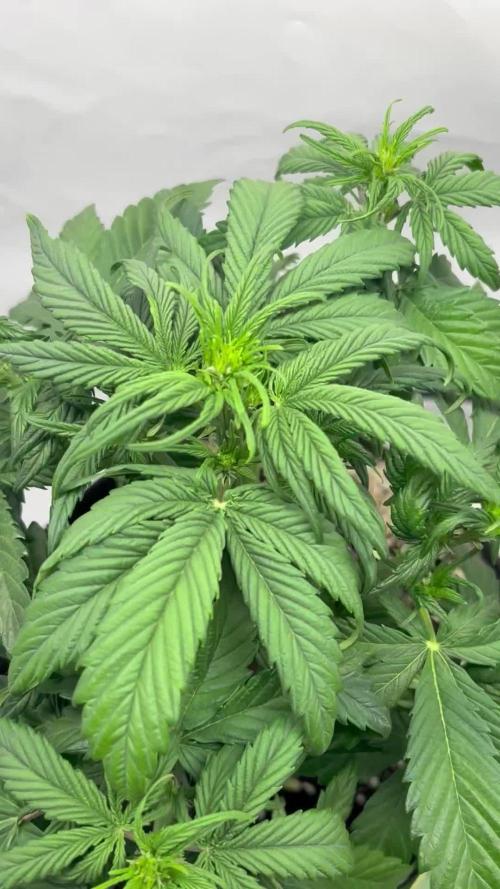 RQS AK-47 + Purple Punch Auto