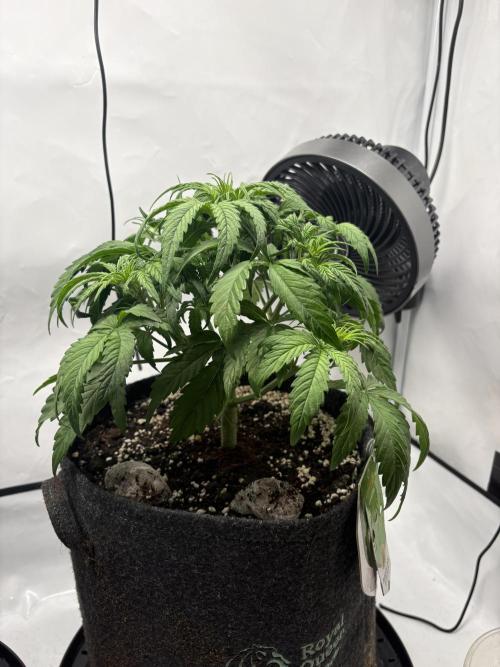 RQS AK-47 + Purple Punch Auto. Week 4