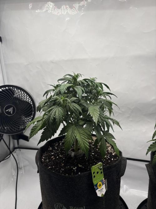 RQS AK-47 + Purple Punch Auto. Week 4