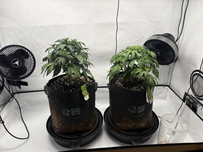 RQS AK-47 + Purple Punch Auto. Week 4