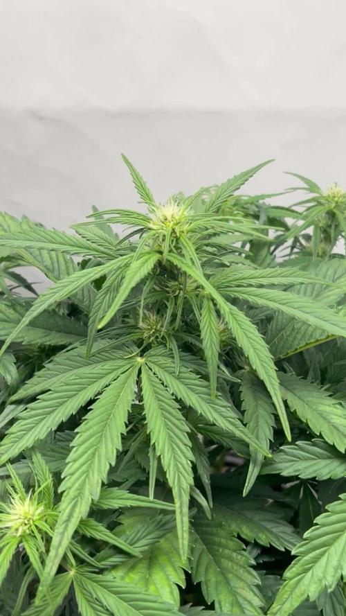 RQS AK-47 + Purple Punch Auto