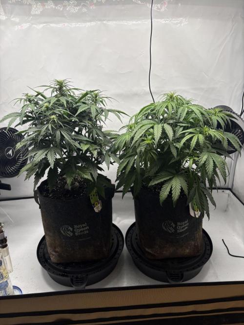 RQS AK-47 + Purple Punch Auto. Week 5 - 28. Februar