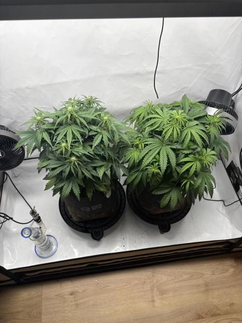 RQS AK-47 + Purple Punch Auto. Week 5 - 28. Februar 