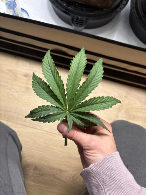 RQS AK-47 + Purple Punch Auto. Week 5 - 28. Februar