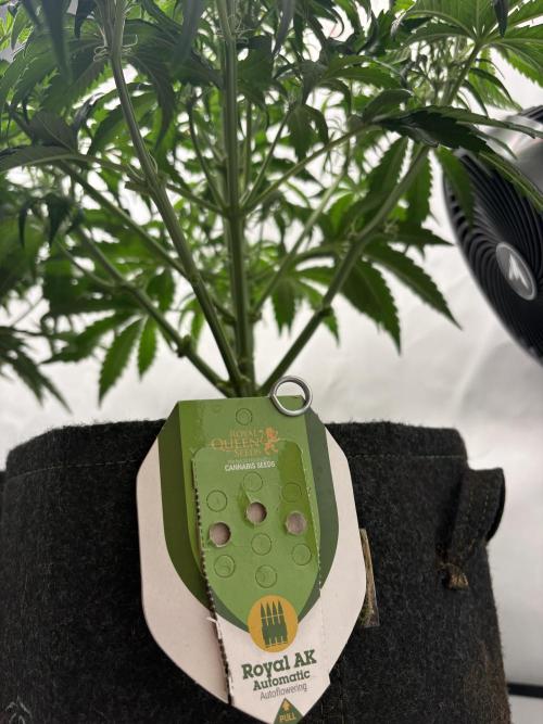 RQS AK-47 + Purple Punch Auto. Week 5 - 28. Februar