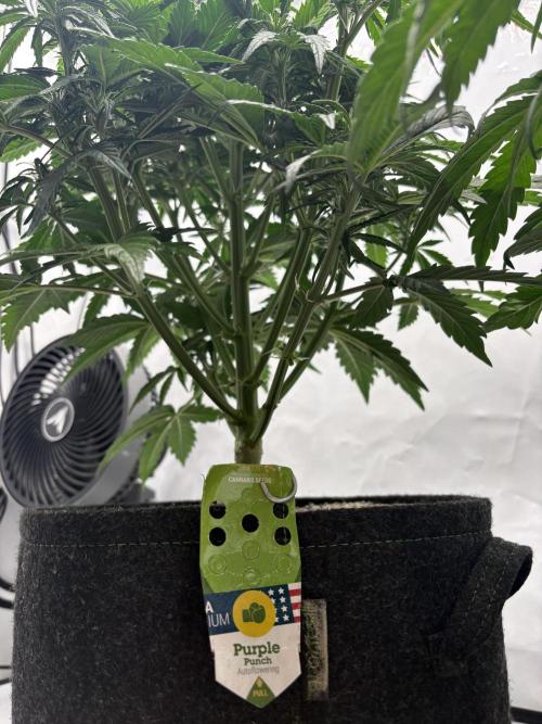 RQS AK-47 + Purple Punch Auto. Week 5 - 28. Februar 