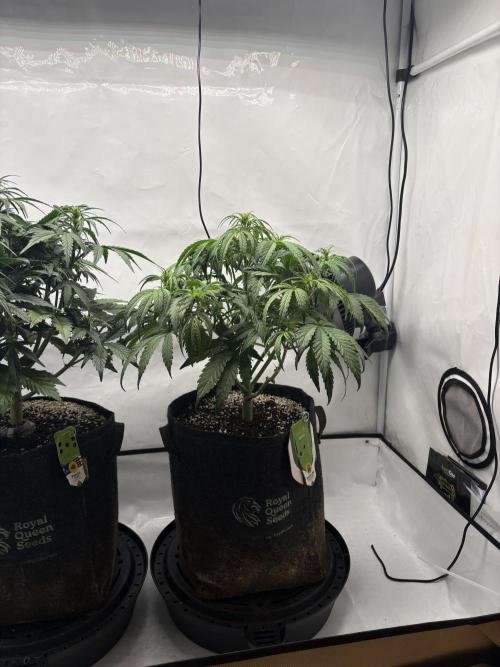 RQS AK-47 + Purple Punch Auto. Week 5 - 28. Februar 