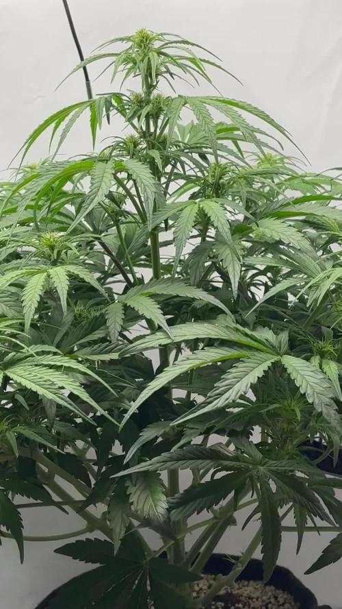 RQS AK-47 + Purple Punch Auto