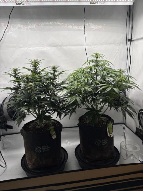 RQS AK-47 + Purple Punch Auto. Week 6 - 5. März
