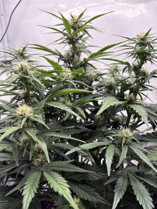 RQS AK-47 + Purple Punch Auto. Week 6 - 5. März