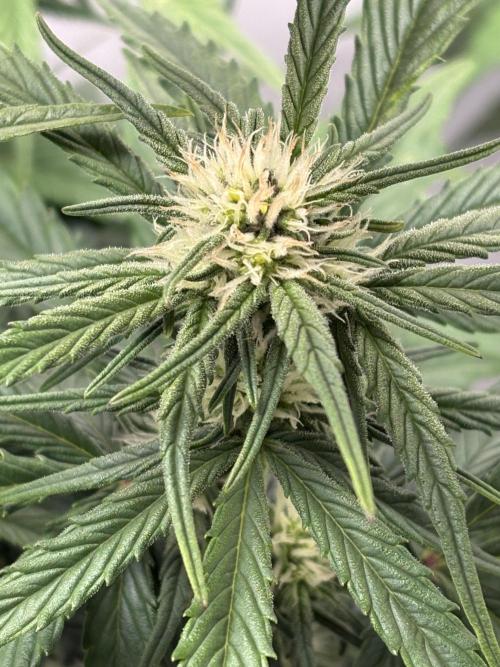 RQS AK-47 + Purple Punch Auto. Week 6 - 5. März Purple Punch