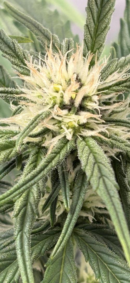 RQS AK-47 + Purple Punch Auto. Week 6 - 5. März Purple Punch