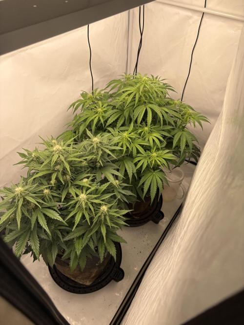 RQS AK-47 + Purple Punch Auto. Week 6