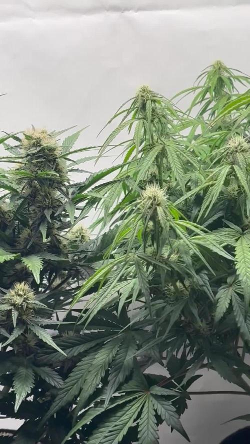 RQS AK-47 + Purple Punch Auto