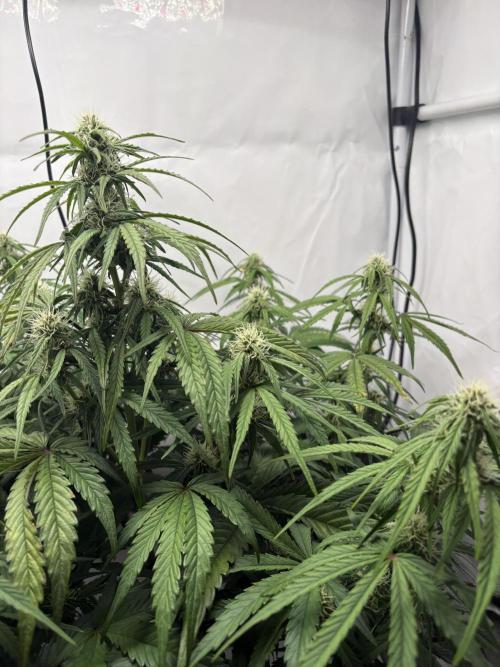 RQS AK-47 + Purple Punch Auto. Week 7 - 13. März