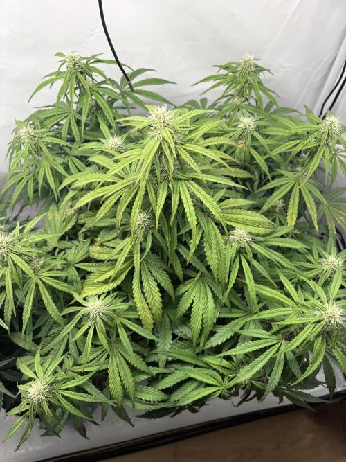 RQS AK-47 + Purple Punch Auto. Week 7 - 13. März