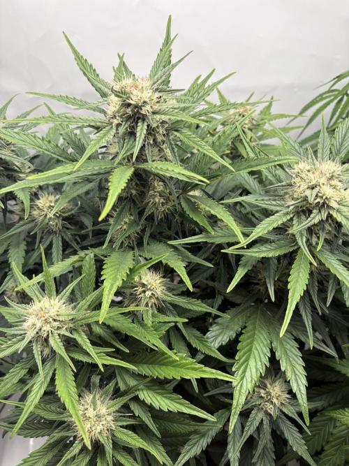 RQS AK-47 + Purple Punch Auto. Week 7 - 13. März