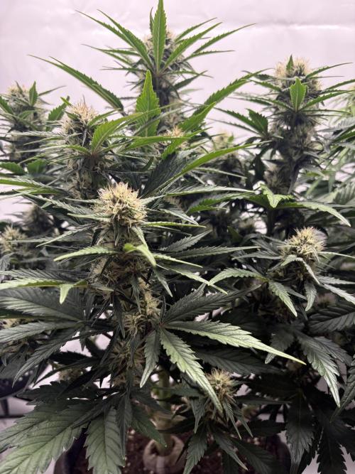 RQS AK-47 + Purple Punch Auto. Week 7 - 13. März