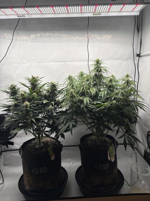RQS AK-47 + Purple Punch Auto. Week 7 - 13. März