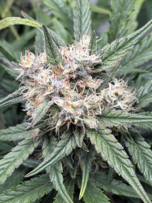 RQS AK-47 + Purple Punch Auto. Week 8 - 19. März
