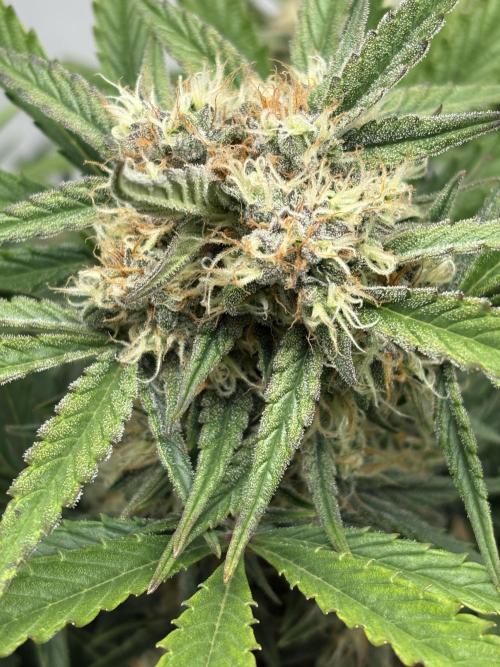 RQS AK-47 + Purple Punch Auto. Week 8 - 19. März