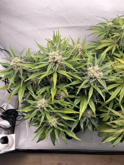 RQS AK-47 + Purple Punch Auto. Week 8 - 19. März