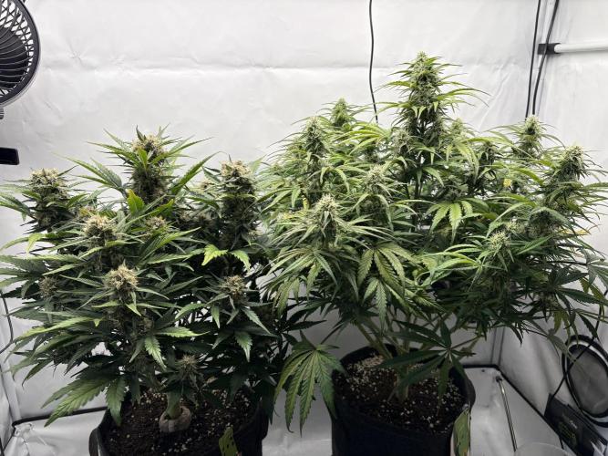 RQS AK-47 + Purple Punch Auto. Week 8 - 19. März 